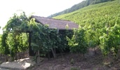 Vineyard hut in the vineyard site Kronsberg